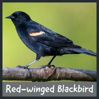 Red-winged Blackbird